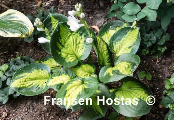 Hosta Pocketful of Sunshine